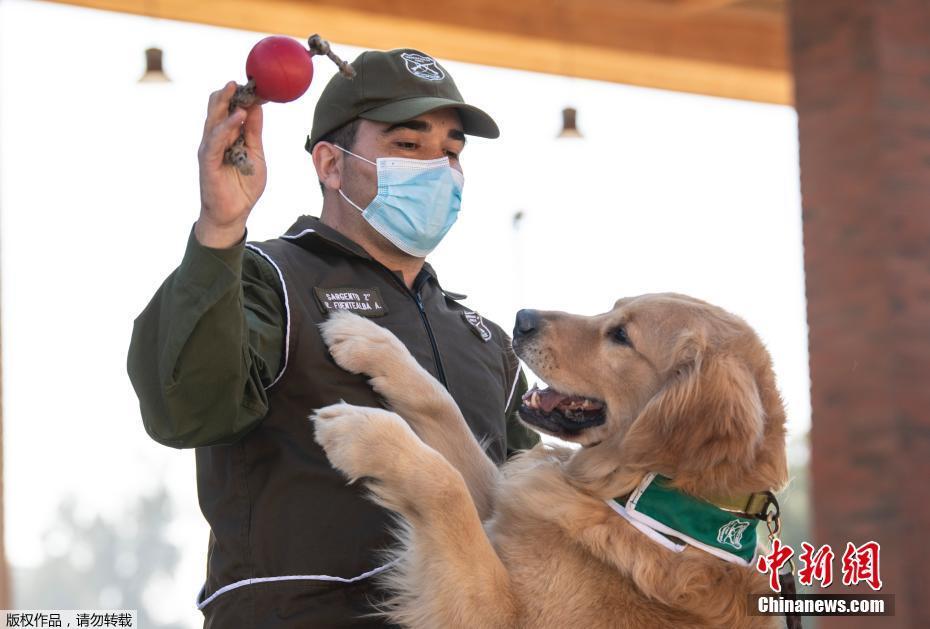 Chile: Cães policiais são treinados para detectar o coronavírus pelo suor das pessoas