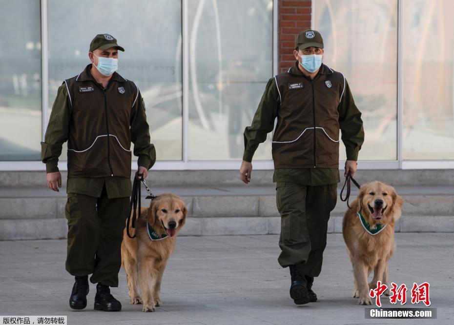 Chile: Cães policiais são treinados para detectar o coronavírus pelo suor das pessoas