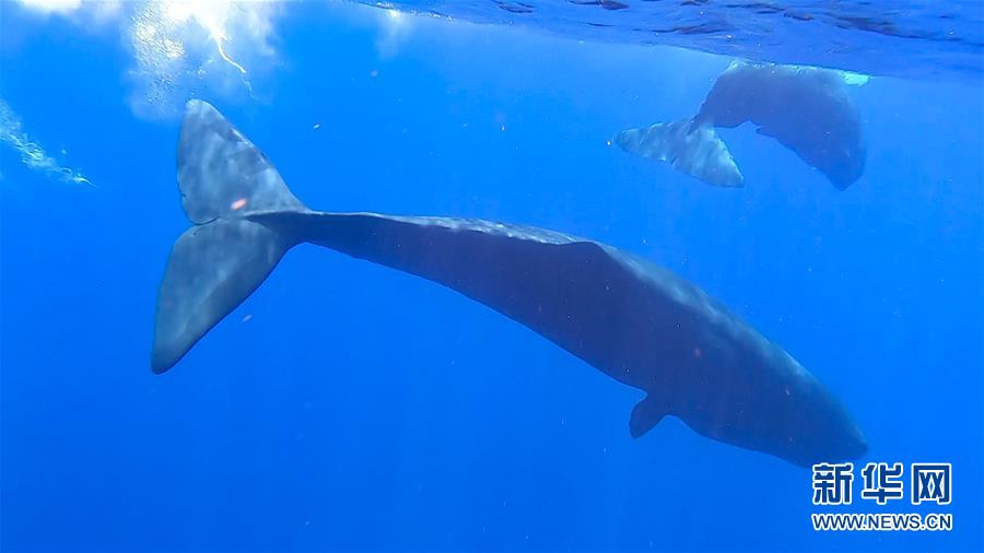 Pesquisadores descobrem grupos de cachalotes duas vezes no Mar da China Meridional