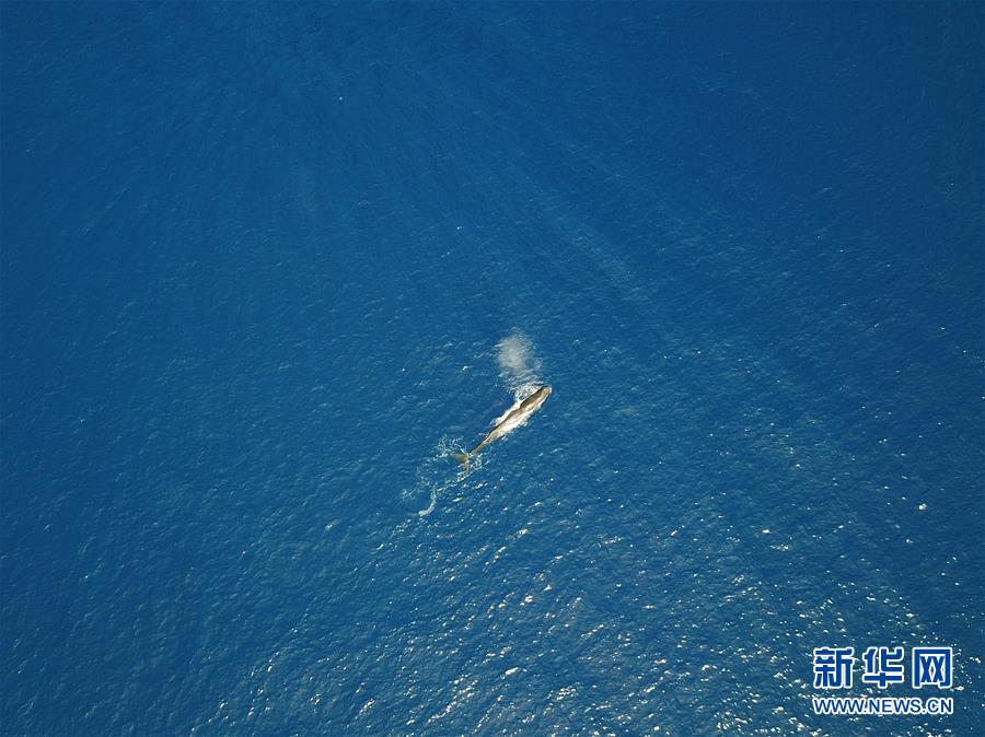 Pesquisadores descobrem grupos de cachalotes duas vezes no Mar da China Meridional