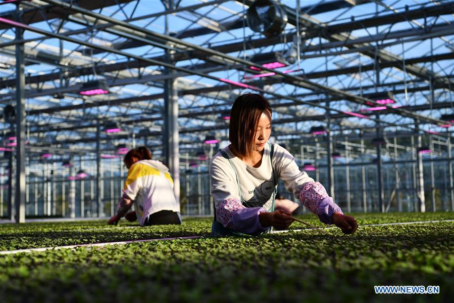 Galeria: Weining desenvolve indústria de cultivo de hortaliças para aumentar as oportunidades de emprego