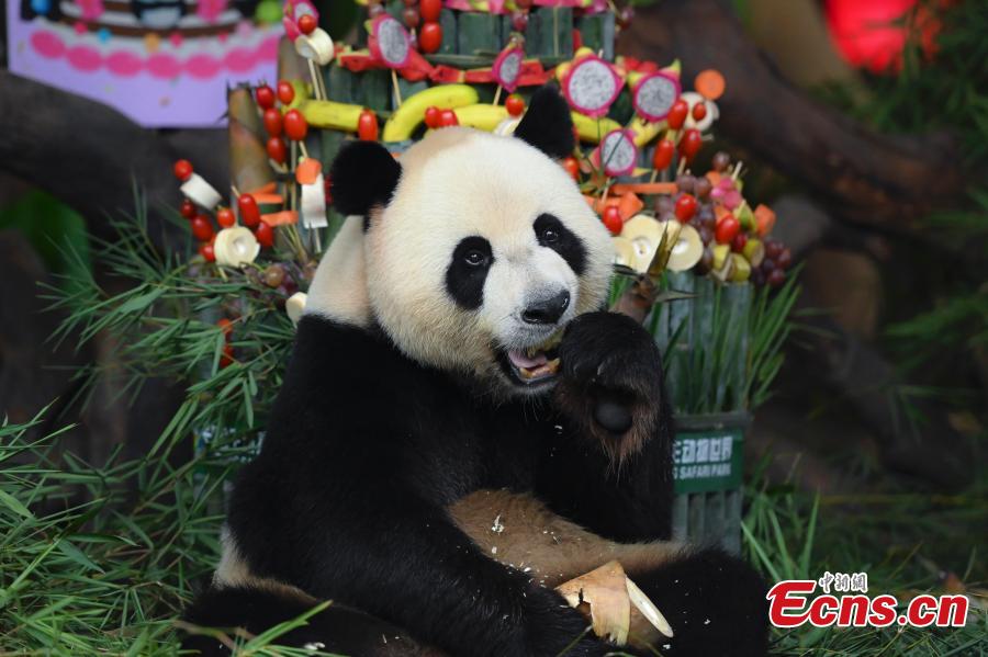Únicos pandas trigêmeos celebram sexto aniversário 