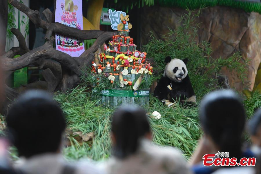Únicos pandas trigêmeos celebram sexto aniversário 
