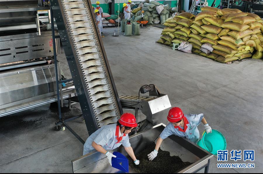 As autoridades de Weinan incentivam o plantio de cinzas espinhosas para ajudar os moradores a aumentarem suas rendas