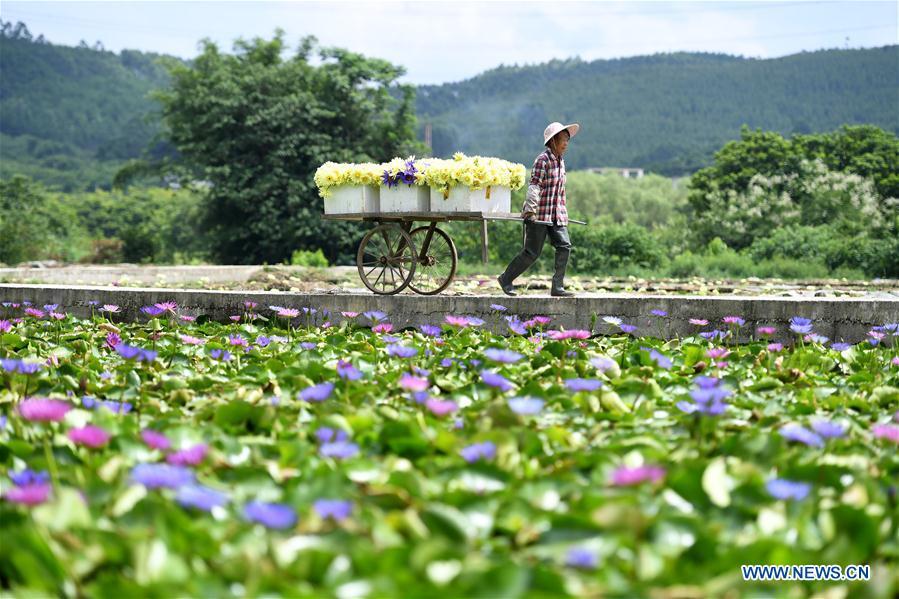 Galeria: Colheita de flores de lótus em Guangxi