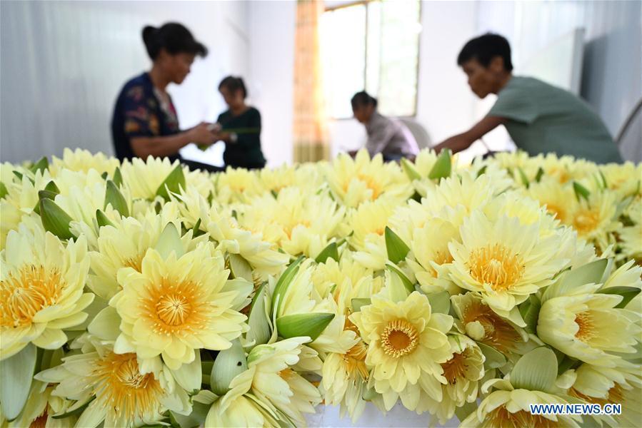 Galeria: Colheita de flores de lótus em Guangxi