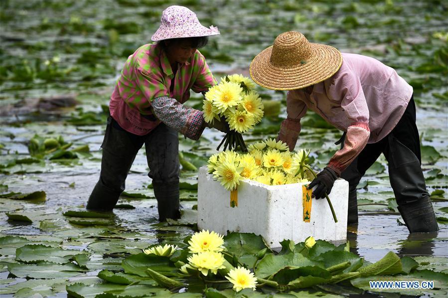 Galeria: Colheita de flores de lótus em Guangxi