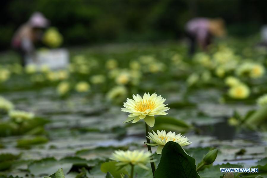 Galeria: Colheita de flores de lótus em Guangxi