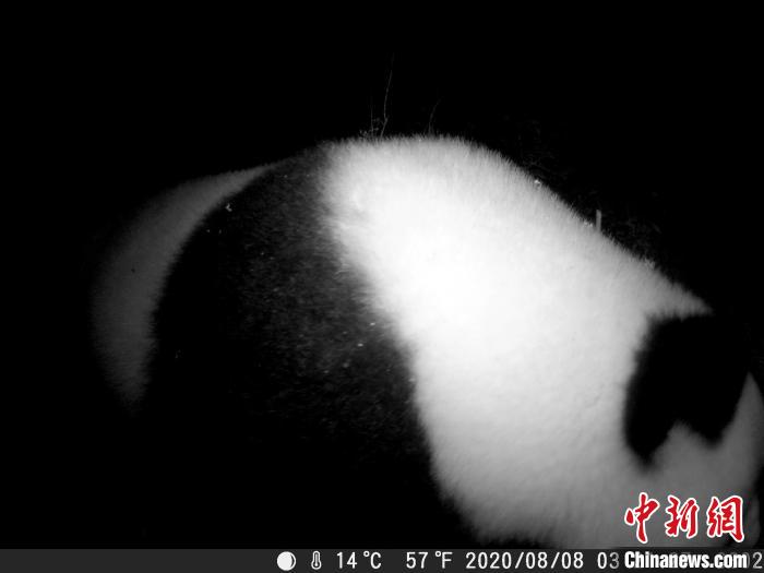 Imagens de panda gigante selvagem são capturadas em corredor ecológico no sudoeste da China