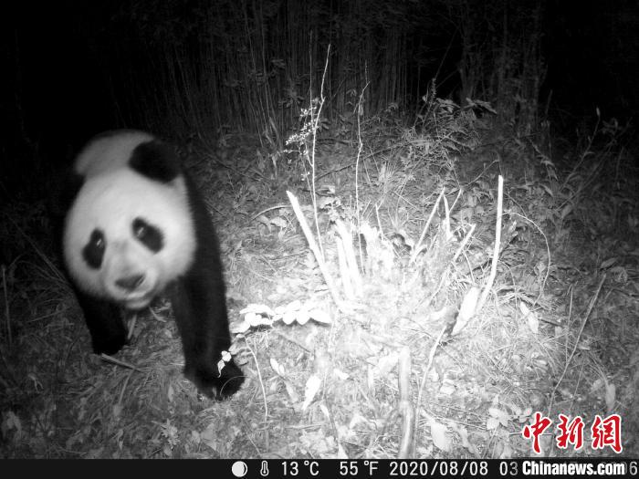 Imagens de panda gigante selvagem são capturadas em corredor ecológico no sudoeste da China
