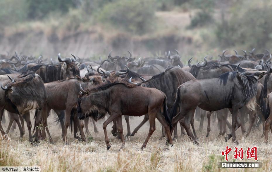 Migração de gnus masai mara no Quênia