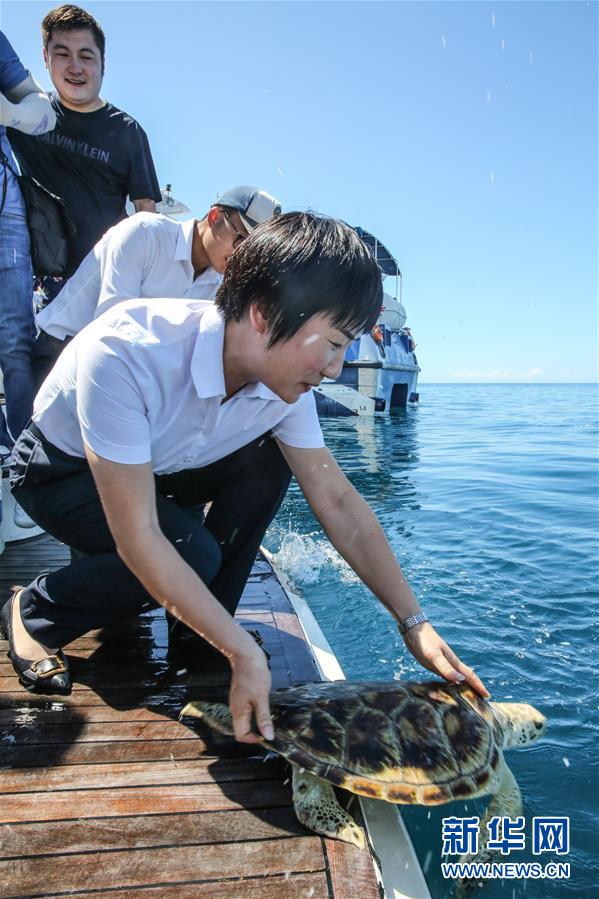 Tartarugas marinhas são devolvidas ao mar em Hainan