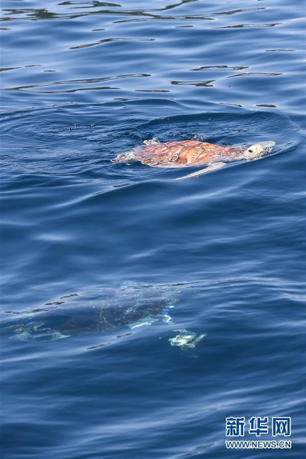 Tartarugas marinhas são devolvidas ao mar em Hainan