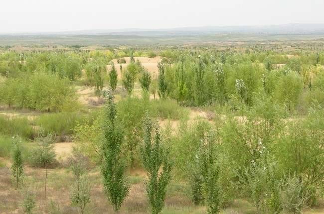China reverte desertificação em Maowusu, Ningxia