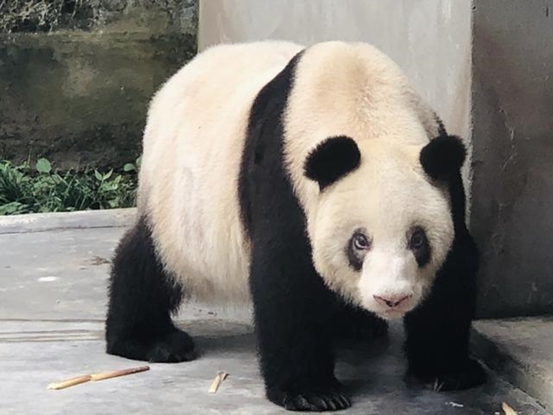 Panda gigante cativo mais velho do mundo celebra 38º aniversário