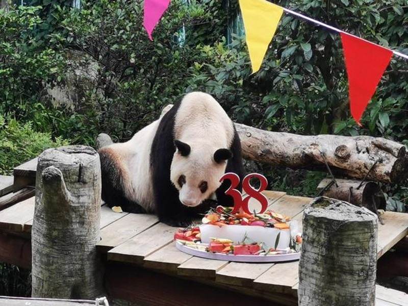 Panda gigante cativo mais velho do mundo celebra 38º aniversário