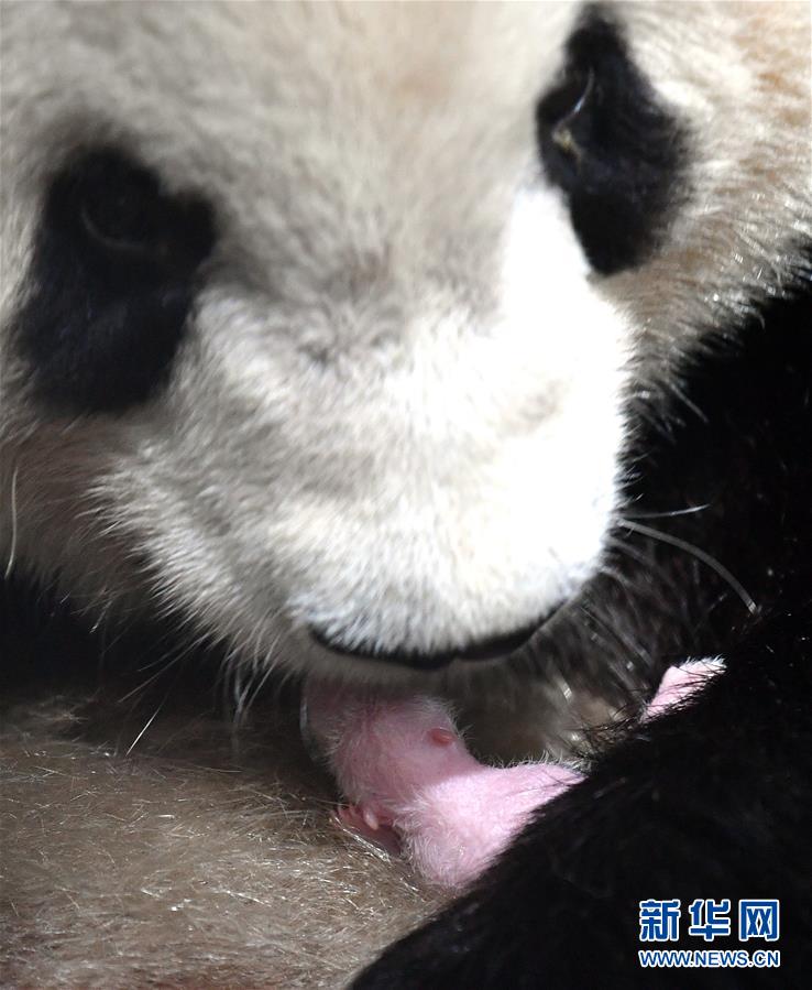 Nascimento do primeiro bebê panda gigante de Qinling em 2020 marca 