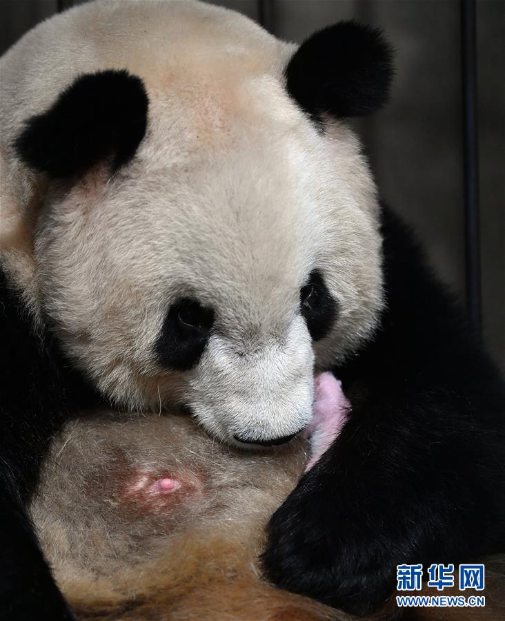 Nascimento do primeiro bebê panda gigante de Qinling em 2020 marca 