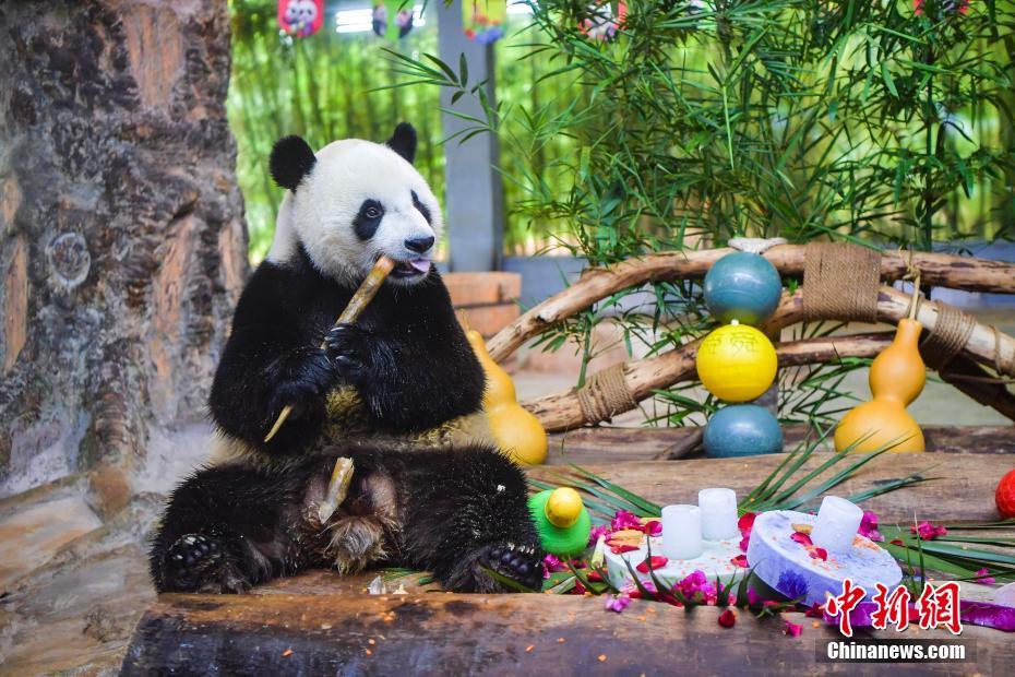 Irmãos pandas gigantes 