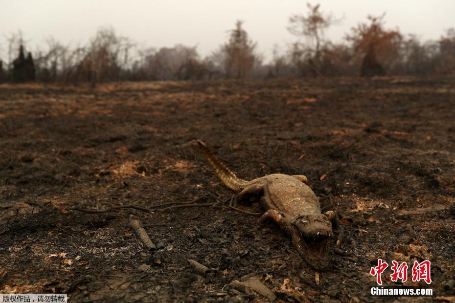 A maior área húmida no mundo tem recorde de incêndio, ameaçando espécies em extinsão