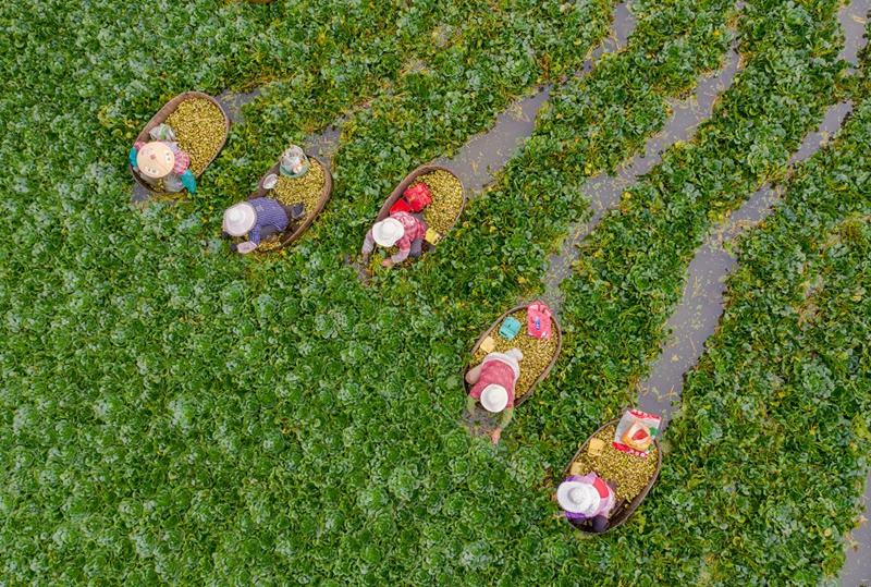 Festival agrícola celebrado na China 