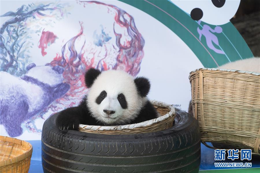 Chengdu: filhotes de panda nascidos em 2020 em Chengdu apresentados durante atividade prévia ao Dia Nacional