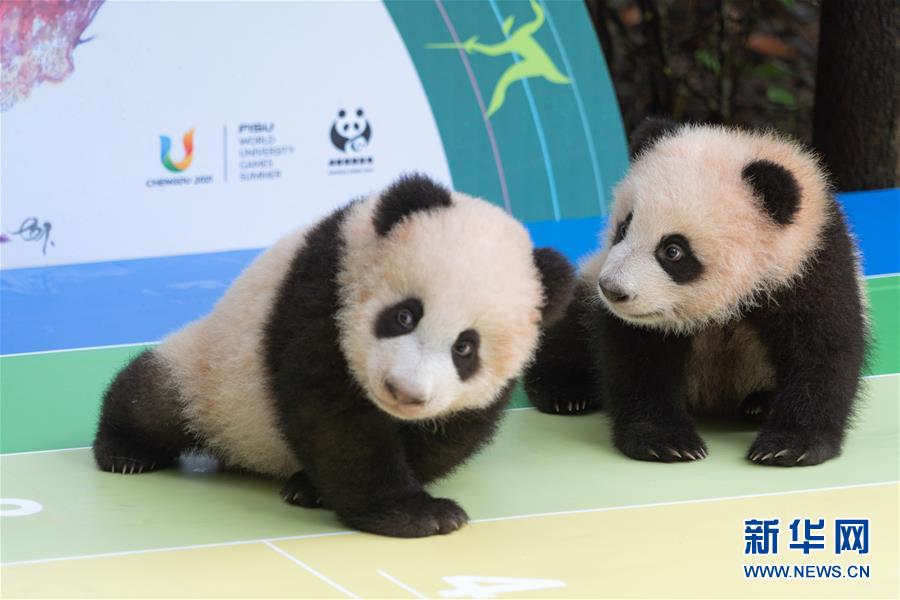 Chengdu: filhotes de panda nascidos em 2020 em Chengdu apresentados durante atividade prévia ao Dia Nacional