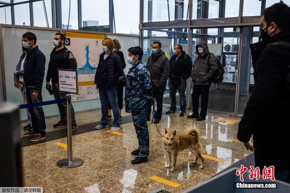 Cães farejadores russos identificam Covid-19 em aeroporto