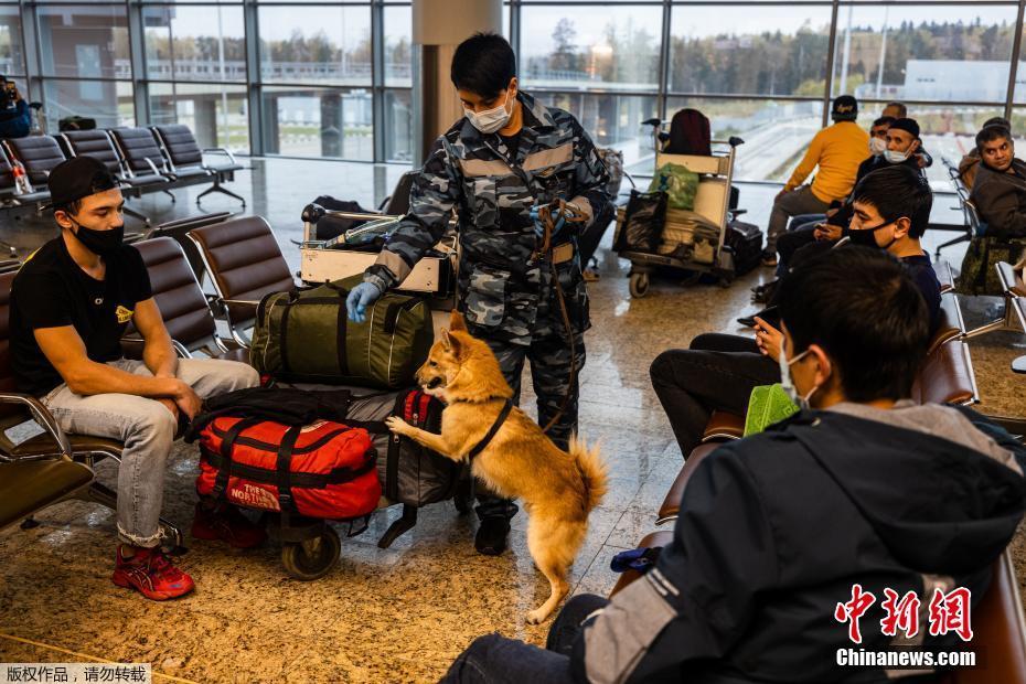 Cães farejadores russos identificam Covid-19 em aeroporto