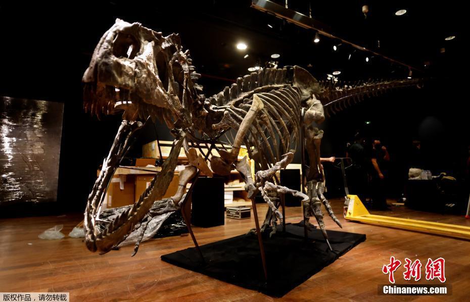 França leiloa fóssil de esqueleto de alossauro por mais de um milhão de euros