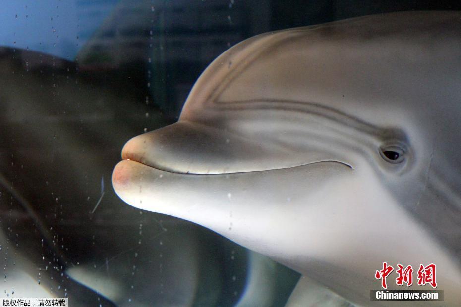 Empresa dos EUA cria golfinho-robô realista