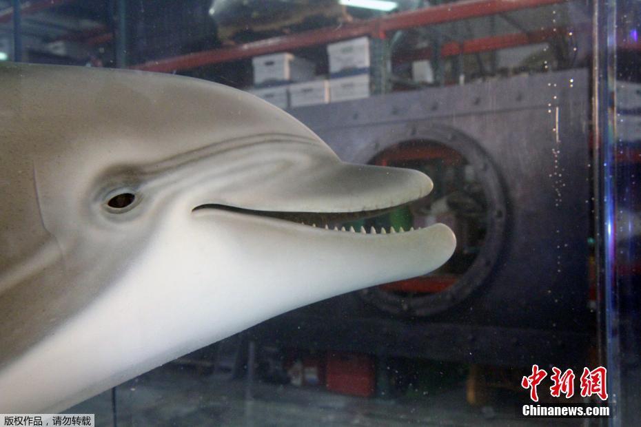 Empresa dos EUA cria golfinho-robô realista