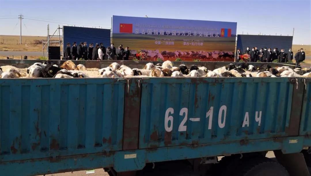 30.000 ovelhas doadas pela Mongólia começam a ser entregues à China