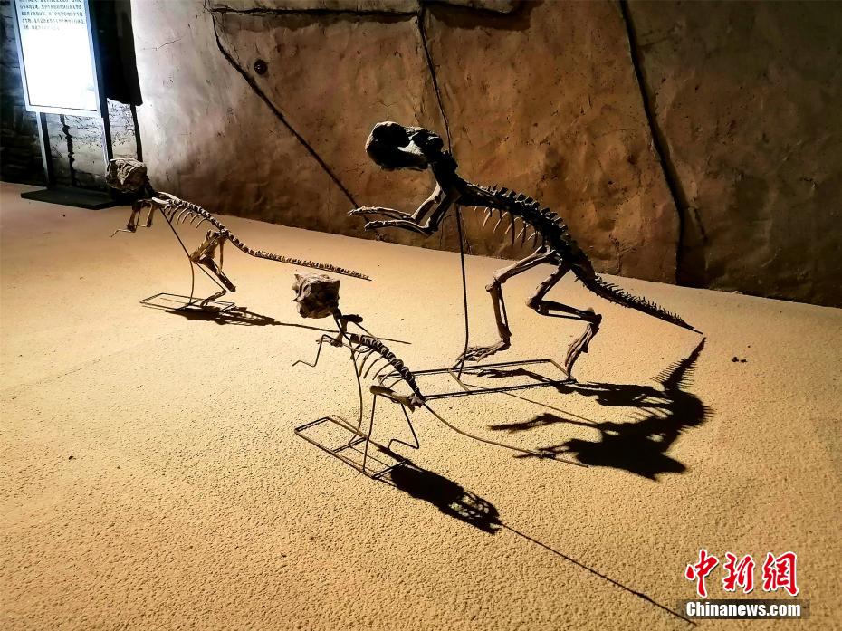 Fósseis paleontológicos são exibidos na cidade nordeste da China  