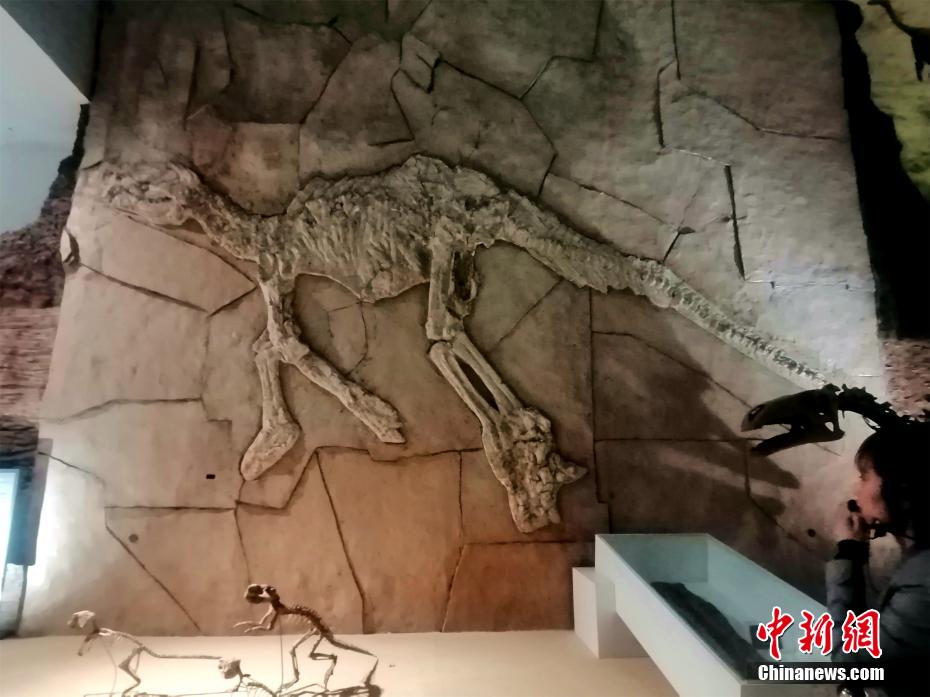 Fósseis paleontológicos são exibidos na cidade nordeste da China  