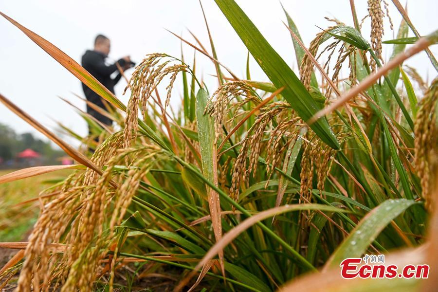 Terceira geração de arroz híbrido chinês com resutlados favoráveis