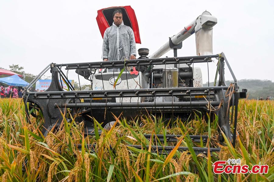 Terceira geração de arroz híbrido chinês com resutlados favoráveis
