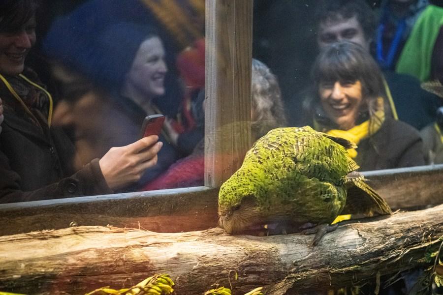 Kakapo é eleito Pássaro do Ano da Nova Zelândia em 2020