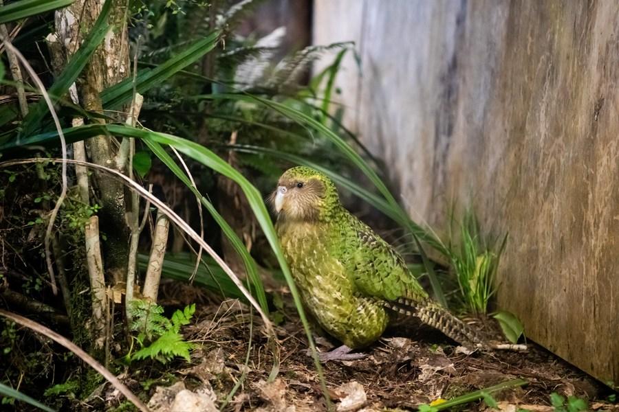 Kakapo é eleito Pássaro do Ano da Nova Zelândia em 2020