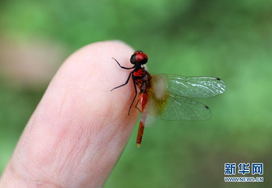Libélula mais pequena do mundo identificada em Sichuan

