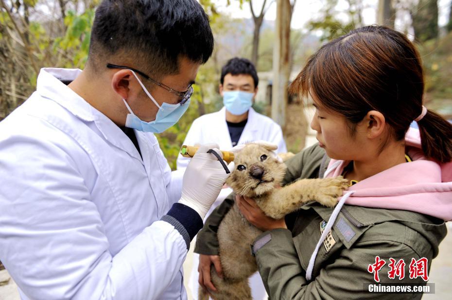 Qingdao: animais selvagens em jardim zoológico submetidos a exame médico