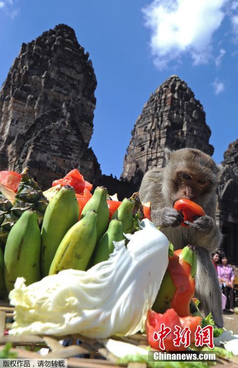 Tailândia: cidade de Lopburi realiza buffet anual dedicado aos macacos