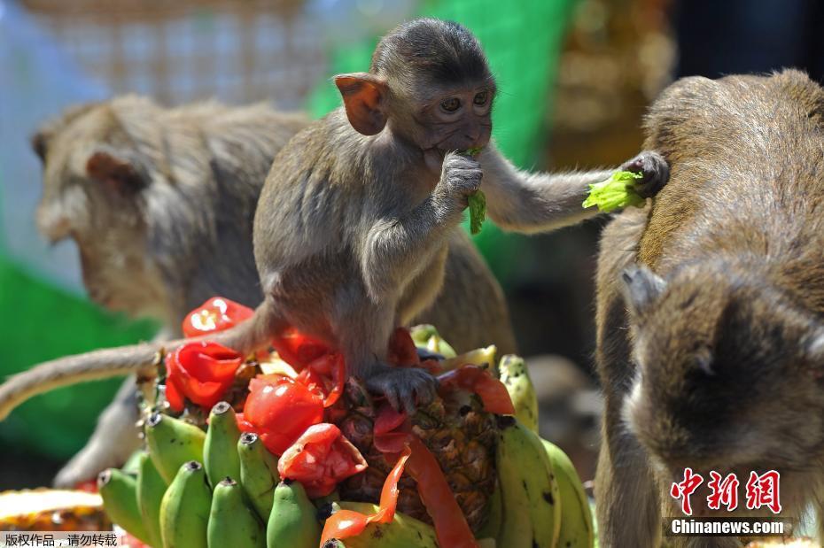 Tailândia: cidade de Lopburi realiza buffet anual dedicado aos macacos