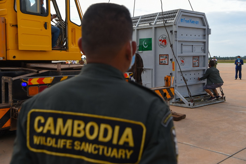 Elefante mais solitário do mundo chega ao Camboja
