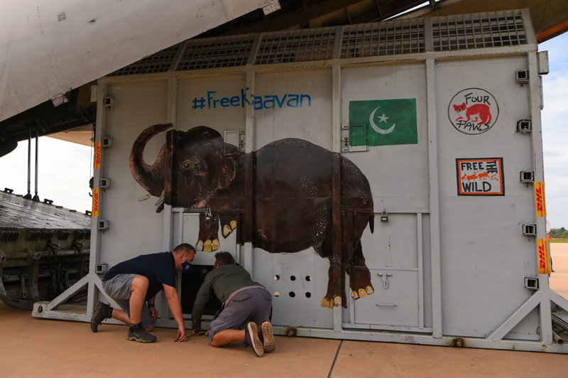 Elefante mais solitário do mundo chega ao Camboja