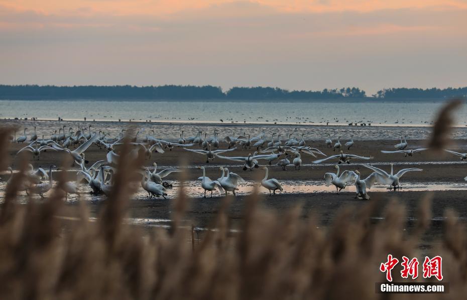 Mais de 6.000 cisnes voam para Shandong no inverno