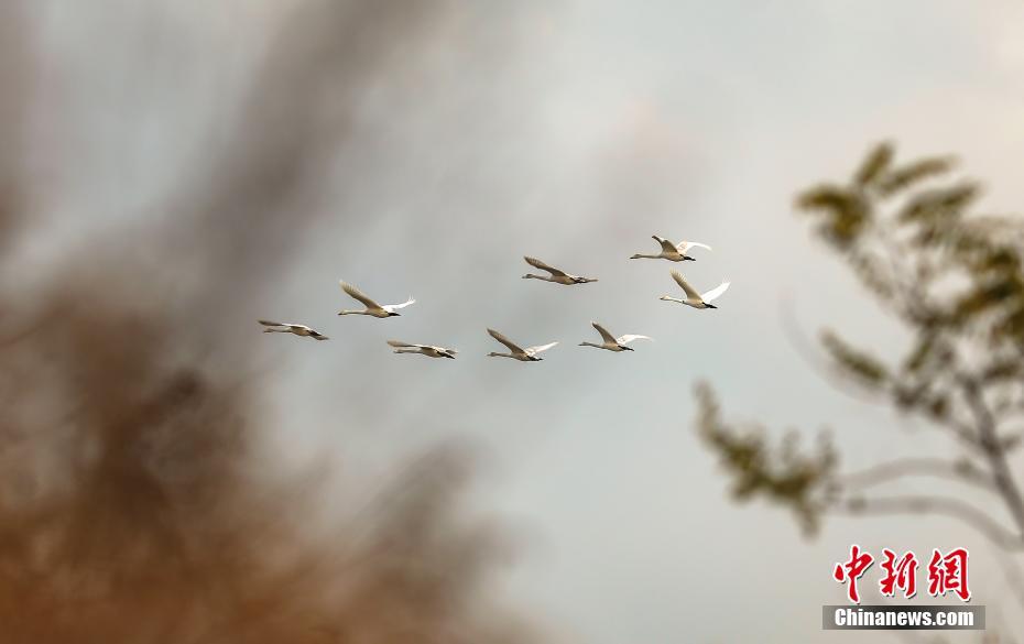 Mais de 6.000 cisnes voam para Shandong no inverno