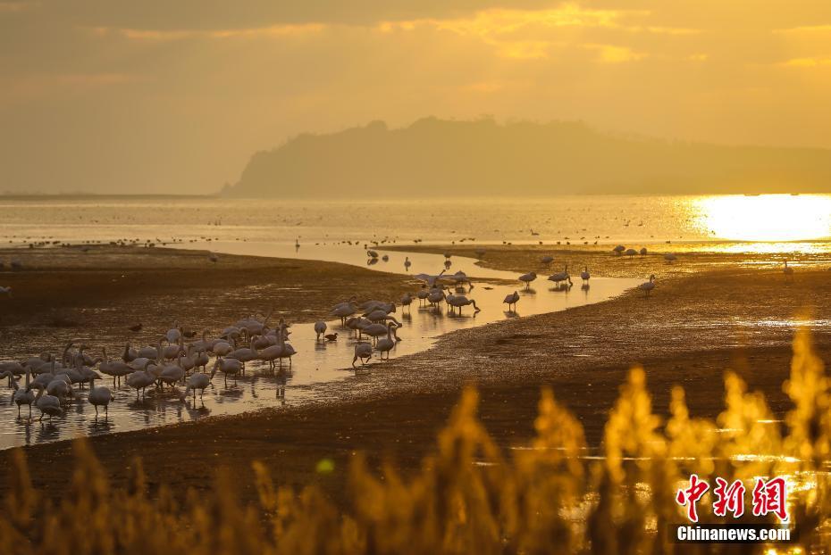 Mais de 6.000 cisnes voam para Shandong no inverno