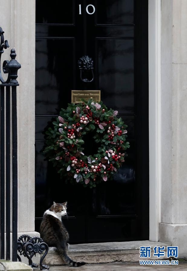 Inglaterra tem gato caçador de ratos “oficial”