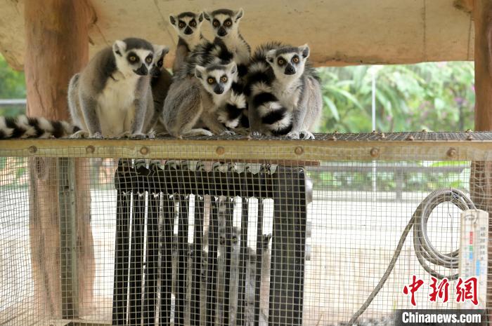 Jardim zoológico de Nanning ajuda animais a fugir do frio